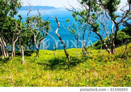 岩手縣大船渡市三陸町衝井半島上的橐吾大型群落 91590865