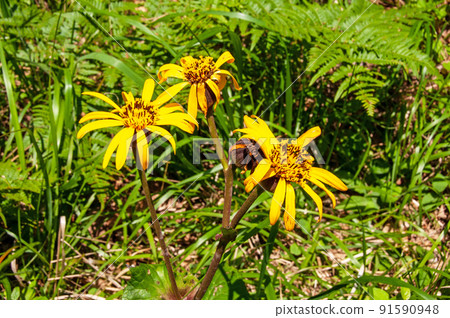 A large community of Ligularia dentata on the Okirai Peninsula, Sanriku-cho, Ofunato City, Iwate Prefecture 91590948