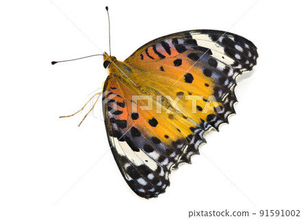 【印度貝母】（深度合成） 91591002