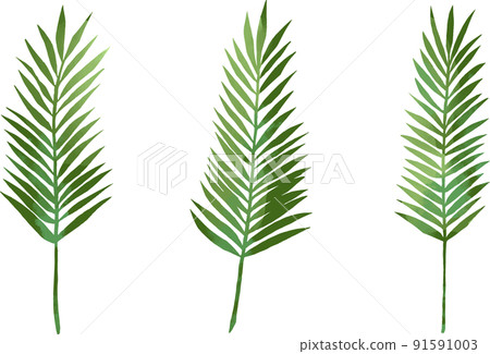 棕櫚葉矢量插圖集水彩風格 91591003
