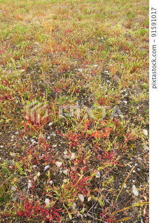 春末長草的田野景觀 春末長草的田野景觀 91591017