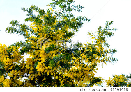 相思 相思 91591018