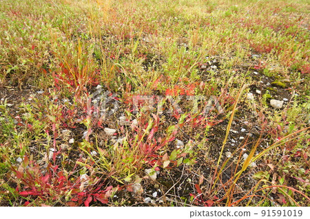 春末長草的田野景觀 91591019