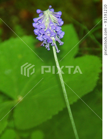 Primula deflexa, Primula deflexa, Primula family, blooming in the Kaiko ditch, Siguniangshan Town, Sichuan Province, China 91591210