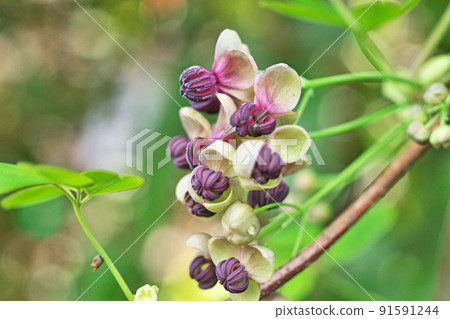 Goyoakebi花(春天,四月) Goyoakebi花(春天,四月) 91591244