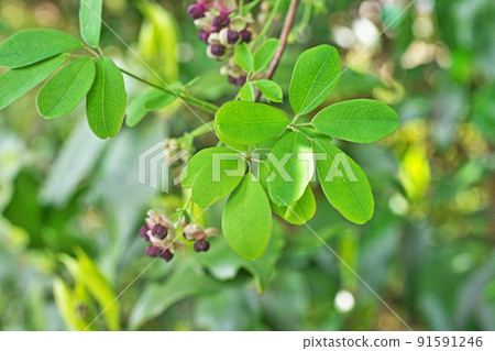 Goyoakebi flower (spring, April) 91591246