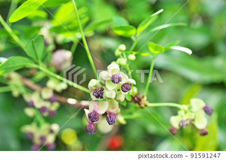 Goyoakebi flower (spring, April) 91591247