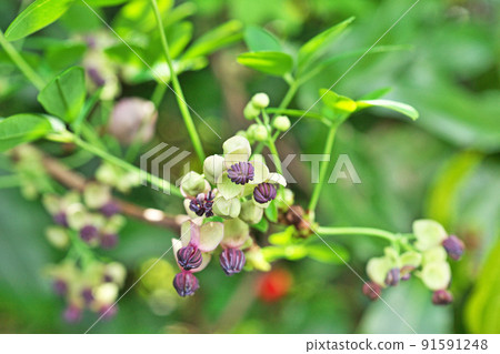 Goyoakebi flower (spring, April) 91591248