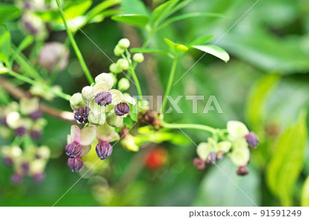 Goyoakebi花(春天,四月) Goyoakebi花(春天,四月) 91591249