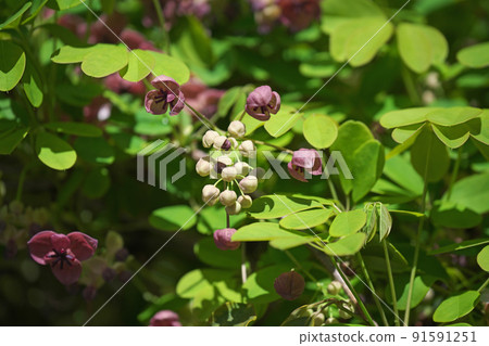 Goyoakebi花（春天，四月） 91591251