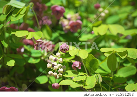 Goyoakebi buds (spring, April) 91591298