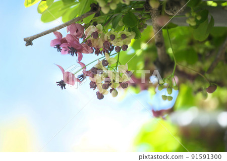 Goyoakebi flower (spring, April) 91591300