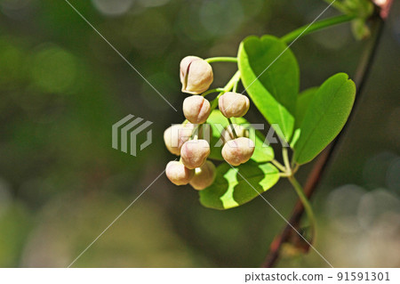 Goyoakebi buds (spring, April) 91591301