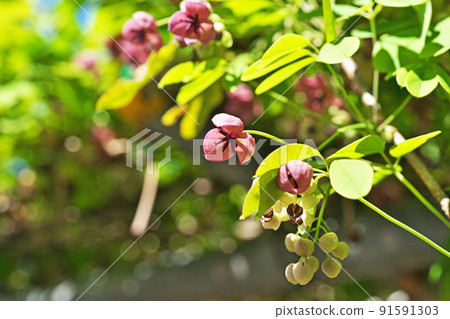 Goyoakebi flower (spring, April) 91591303