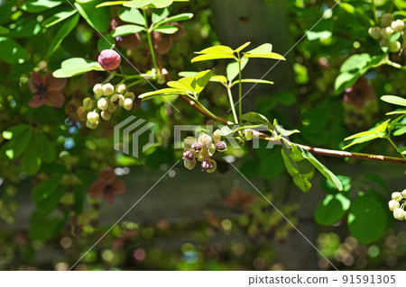 Goyoakebi flower (spring, April) 91591305