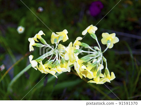 Primula chionantha, Primula chionantha, Primula family, 開花在中國四川省黑水縣羊山口 91591370