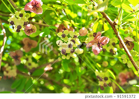 Goyoakebi flower (spring, April) 91591372
