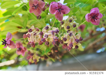 Goyoakebi flower (spring, April) 91591374