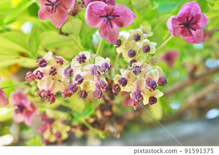 Goyoakebi flower (spring, April) 91591375