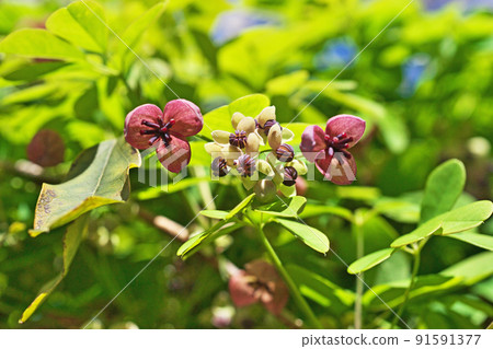Goyoakebi flower (spring, April) 91591377
