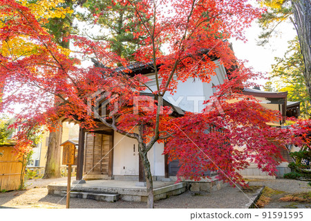 Red maple in front of the library of Taga Taisha Shrine, which is familiar to Mr. Otaga, Taga Town, Shiga Prefecture 91591595