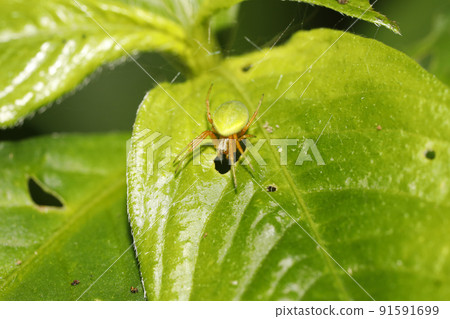 Satsuma flea damashi 91591699