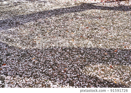 Fallen pink cherry blossoms (spring, April) 91591726
