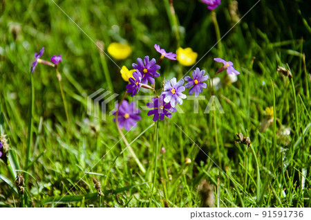 Primula nutans, Primula nutans, Primula family, blooming on a mountain pass in Sichuan, China 91591736