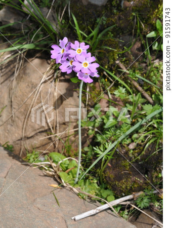 Primula nutans, Primula nutans, Primula family, blooming on the Tokutoyama Pass, Sichuan Province, Qinghai Province, China 91591743