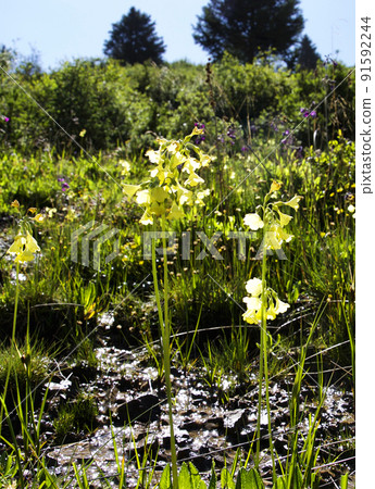 Primula sikkimensis, a primula genus that blooms in Laozheshan, Sichuan, China Primula sikkimensis, a primula genus that blooms in Laozheshan, Sichuan, China 91592244