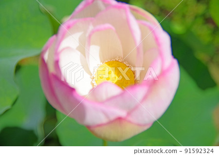 Beautiful large pink lotus flower 91592324