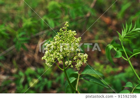 White flowers of elderberry (spring, April) White flowers of elderberry (spring, April) 91592386