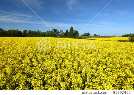 Tateishimachi, Ajigasawa-cho, Nishitsugaru-gun, Aomori Prefecture A field of rape blossoms, blue sky and clouds at the foot of Mt. Iwaki 91592493