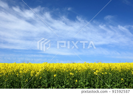 青森縣西津輕郡鰺澤町立井町，油菜花田，岩木山腳下的藍天白雲 91592587
