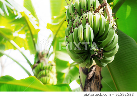 Raw bananas on trees. Raw bananas on trees. 91592588