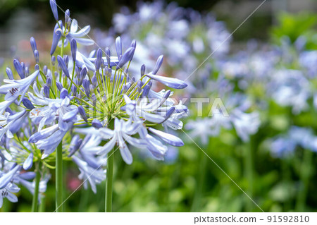 Cute mauve flower Agapanthus 91592810