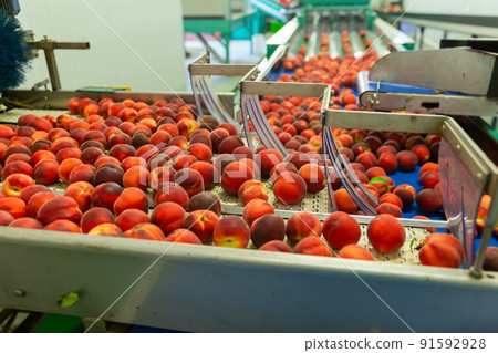 Red ripe peaches on conveyor belt 91592928