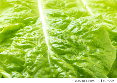 Up of lettuce (vegetables that are often eaten by rolling grilled meat). Up of lettuce (vegetables that are often eaten by rolling grilled meat). 91592996