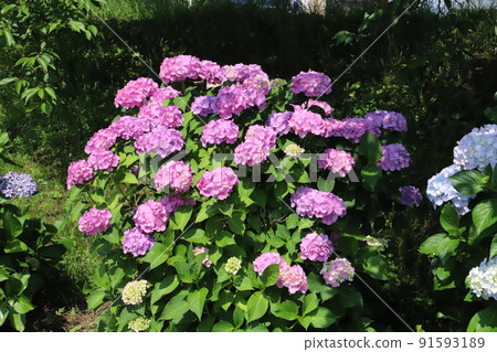 Pink and white hydrangea flowers blooming in Japanese parks in early summer Pink and white hydrangea flowers blooming in Japanese parks in early summer 91593189