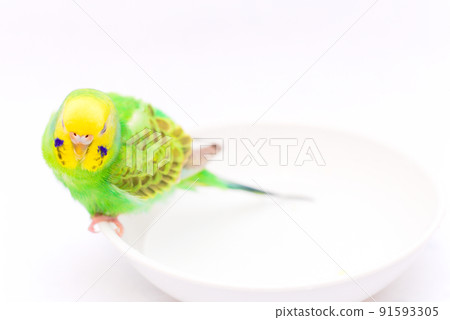 Budgerigar bathing Budgerigar bathing 91593305