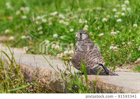 A young Kestrel just after fledging to spread its wings and relax A young Kestrel just after fledging to spread its wings and relax 91593341