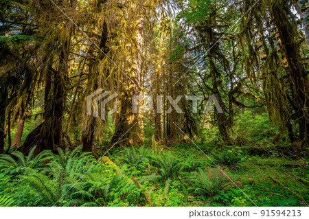 Olympic national park landscape in usa 91594213