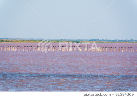 A beautiful salt lake with pink water. 91594309