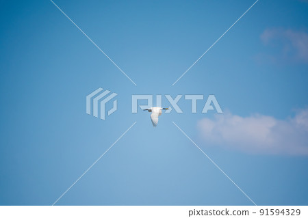 The flight of the little egret or Small White Heron. The flight of the little egret or Small White Heron. 91594329