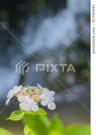 淡粉色的額頭繡球在水邊綻放 91594442