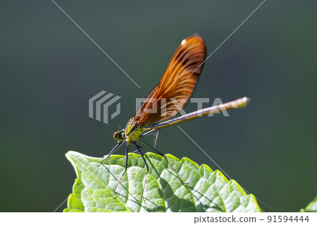 棲息在繡球花葉上的雌性豆娘 91594444