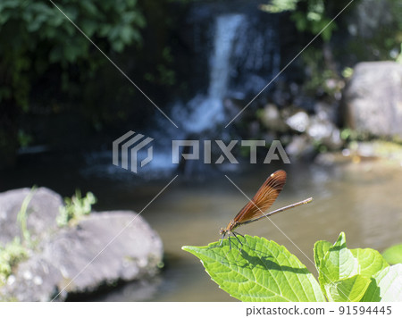 水邊繡球葉上棲息的雌性蜻蜓 91594445