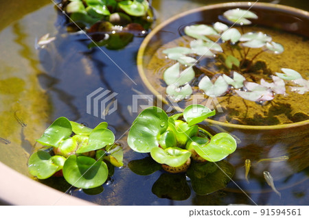 Medaka breeding biotope Medaka breeding biotope 91594561