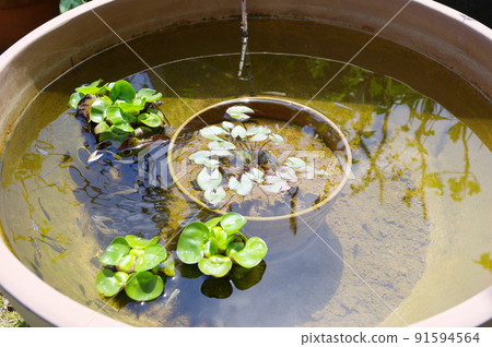 Medaka breeding biotope Medaka breeding biotope 91594564