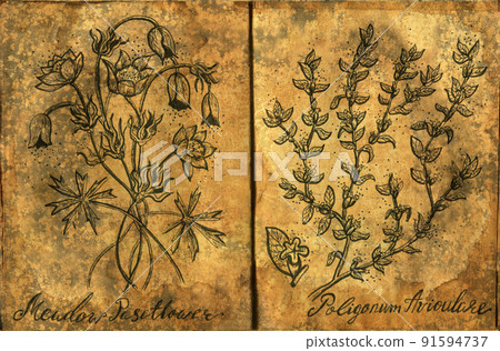 Hand drawn Halloween illustration of old page with magic plants for witch spell book. 91594737